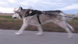 Mushing huskies love pulling their owners on longboards