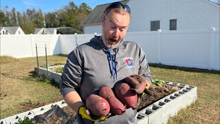 MY BIGGEST SWEET POTATO HARVEST