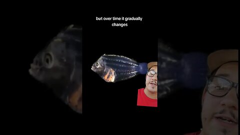 These fish go through massive changes