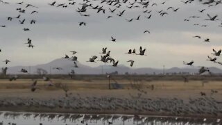 Record number of iconic Sandhill Cranes in southeast Arizona