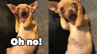 Oh No! Tik Tok - Funny Pets Reaction - Dog And Cat Compilation | robinhood