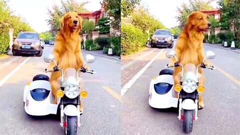 The dog driving a bike and safe blind people || Amazing dog in this world 💘
