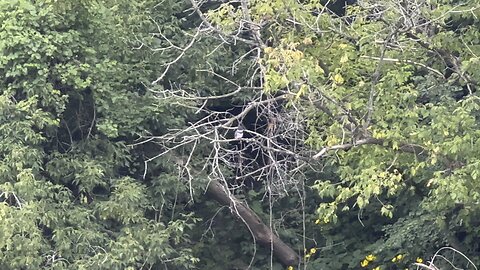 Kingfisher on a branch 😊