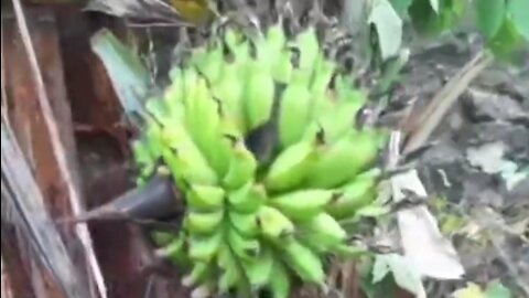 weird banana tree