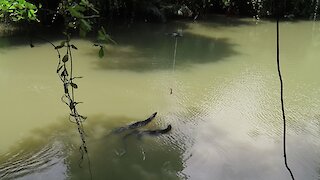 Dude feeds a giant monitor lizard from his drone
