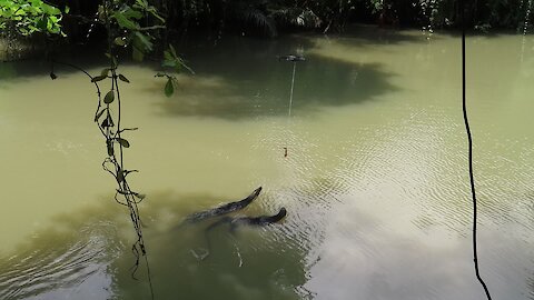 Dude feeds a giant monitor lizard from his drone