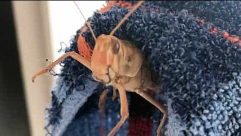 Locust plague swarm in Indian city
