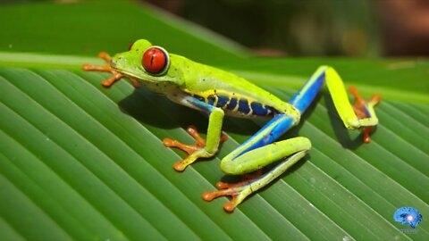 eYe KWU - Tree Frogs on Tree Frogs (Sleeping Music, Relaxing Music, Meditation Music, Calming Music)