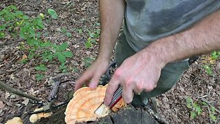 Mushrooms and Mock Scrapes