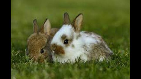 Cute Rabbits Funny Video with Nature Music #Latest Video