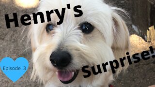 Henry's Surprise