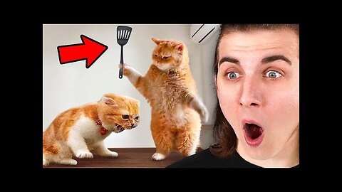 Funniest Animals On The Internet!