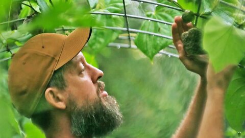 This Incredible Permaculture Garden is a Backyard Survival Food Supply!