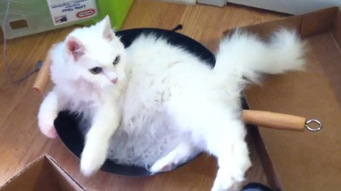 Silly Cat Dance...Or Stuck In A Pan?