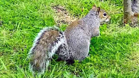 IECV NV #281 - 👀 Grey Squirrel Clip Of The Day 🐿️4-25-2017