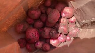 Harvesting the first new potatoes of the year. (2022)