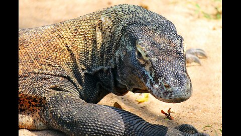 Exploring the Deadly and Majestic World of the Komodo Dragon