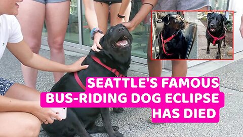 Eclipse, a Seattle dog who learned to take the bus alone, dies