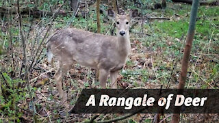 A Rangale of Deer