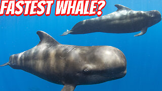 How Fast IS The Pilot Whale?