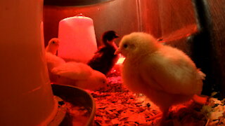 White Leghorn Chicks Playing and Pecking the Camera Video 3