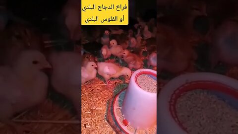 فراخ الدجاج البلدي أو الفلوس البلدي الأسود كيوت روعة