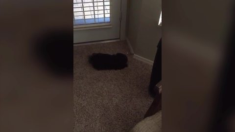 Adorable Puppy Plays With Door Stop