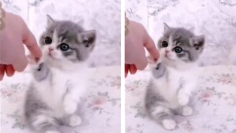 Cute cat saying 'Hello' to mom so adorable kitten