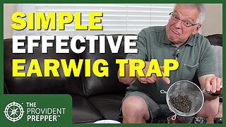 Simple Trap to Effectively Eliminate Earwigs in your Garden