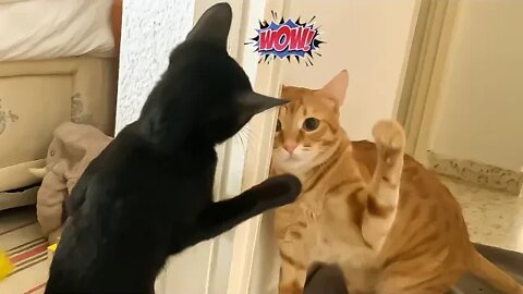 Cat Meets New Kitten For The First Time 🙀🫣🤞