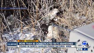 Officials rescue more than 80 tame rats left out in cold