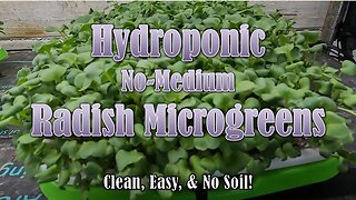 Hydroponic Radish Microgreens Grown in Amazon Trays