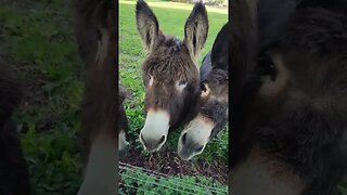 Carrot time for Donkeys