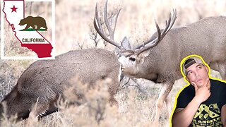 CALIFORNIA MULE DEER RUT! When is it?