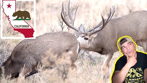 CALIFORNIA MULE DEER RUT! When is it?