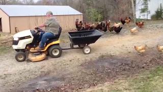 "Chickens Stalking Their Owner"