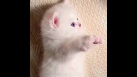 Pretty little kitten piu piu 😻 interesting video
