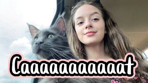 Bringing Aura Home! Main Coon Cat Car vlog! <3