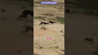 Fastest Greyhounds Vs high speed Hare | Los galgos más rápidos contra el conejo de alta velocidad