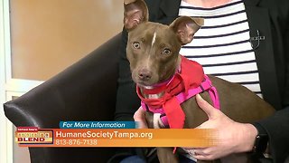 Pet Patrol | Morning Blend