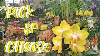 How I Go About Picking a New Orchid BEFORE Buying | Bringing a New Orchid Home #ninjaorchids