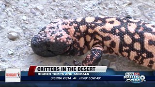 As temperatures rise, more critters in the desert may start coming out
