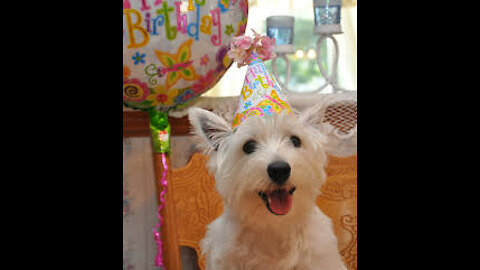 dog happy birthday-جمال كلب