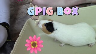 GPig Box Unboxing May 2023 🍄