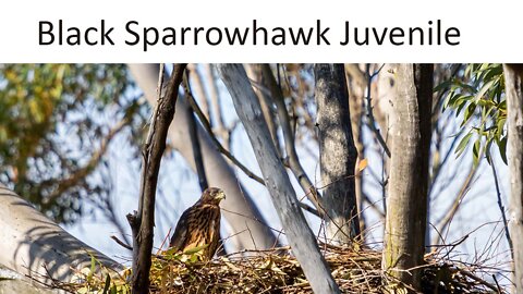 Black Sparrow hawk Juveniles. Where is Sparky?