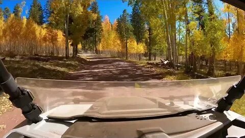 Fall colors, northern Arizona