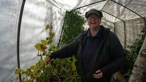 The lemon cucumbers are here and welding the tractor up