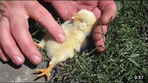 Baby bird falls off to sleep Getting tummy rubber by human