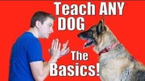 How to Train ANY DOG the Basics