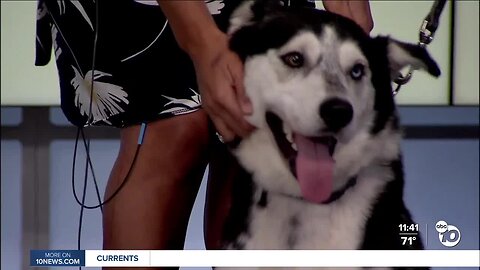 ABC 10News Pet of the Week: Max